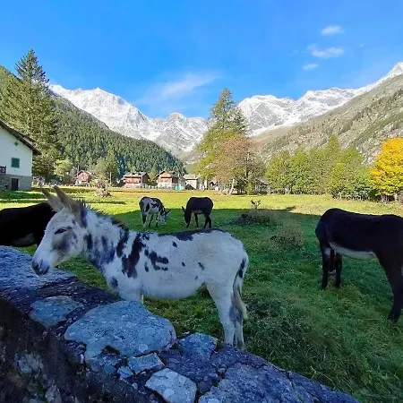Апартаменты Vista Monte Rosa, Giardino In Walser A 10minuti Da Macugnaga - Monterosaflat Vanzone