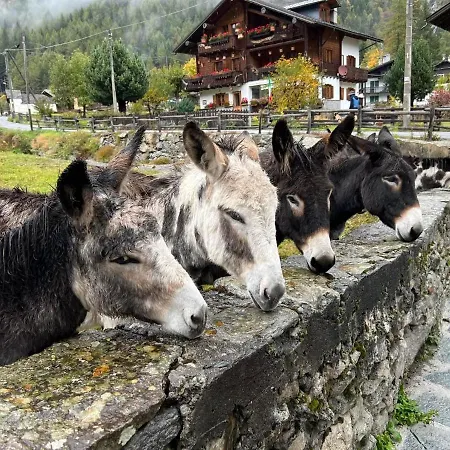 Vista Monte Rosa, Giardino In Walser A 10minuti Da Macugnaga - Monterosaflat